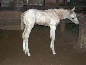 cool classic colt